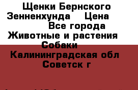 Щенки Бернского Зенненхунда  › Цена ­ 40 000 - Все города Животные и растения » Собаки   . Калининградская обл.,Советск г.